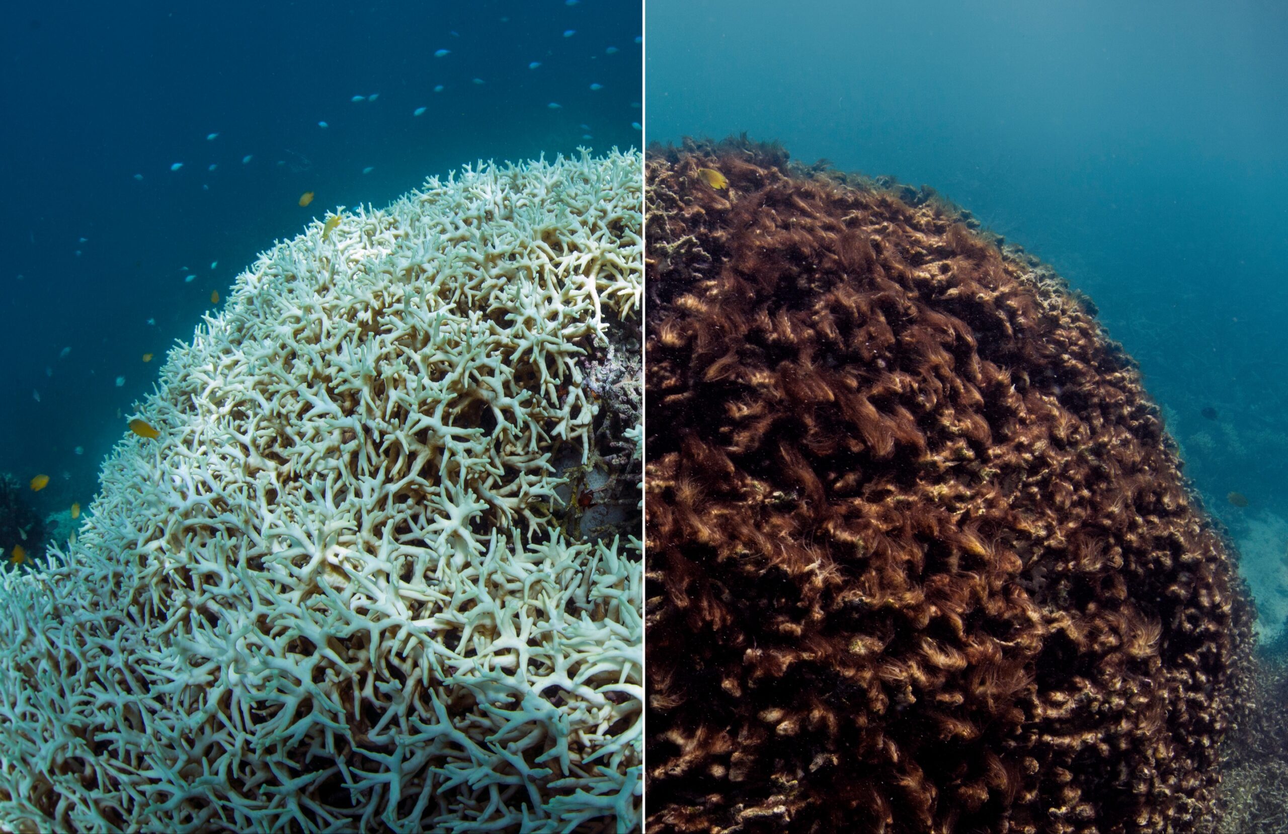 Damaging Effects of Chemical Sunscreen on Coral