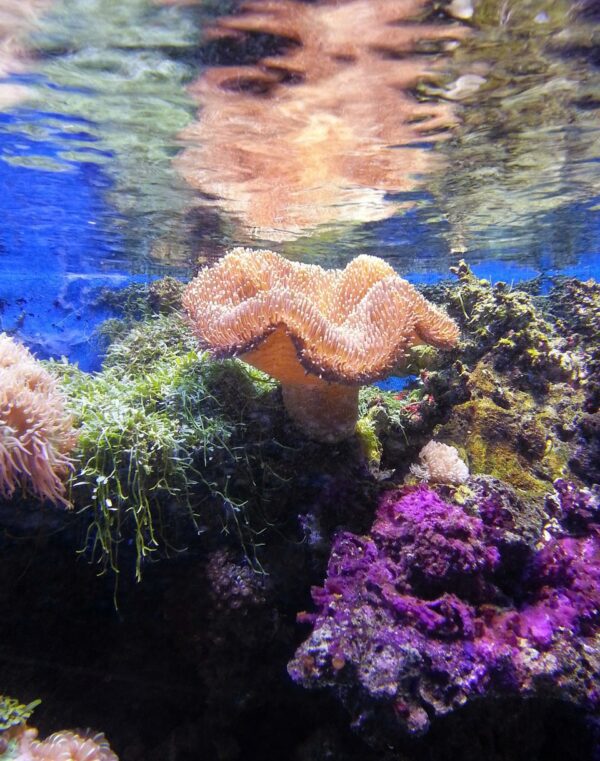 Healthy Living Coral